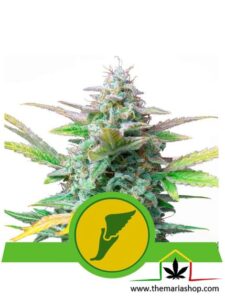 Quick One - Royal Queen Seeds - Grow guerrilla