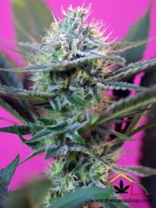 Plus Speed Auto - Sweet Seeds Mejores variedades para balcón