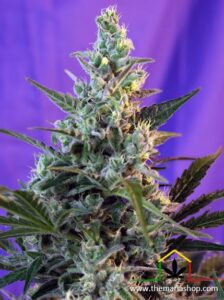 Sweet Skunk Auto - Sweet Seeds - Best guerrilla seeds