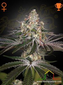 White Widow - Green House Seeds Mejores variedades para balcón
