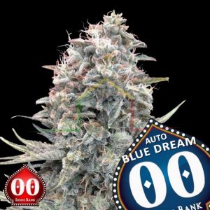 Auto Blue Dream - 00 Seeds