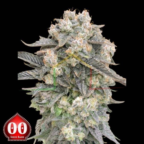 Auto Mimosa - 00 Seeds