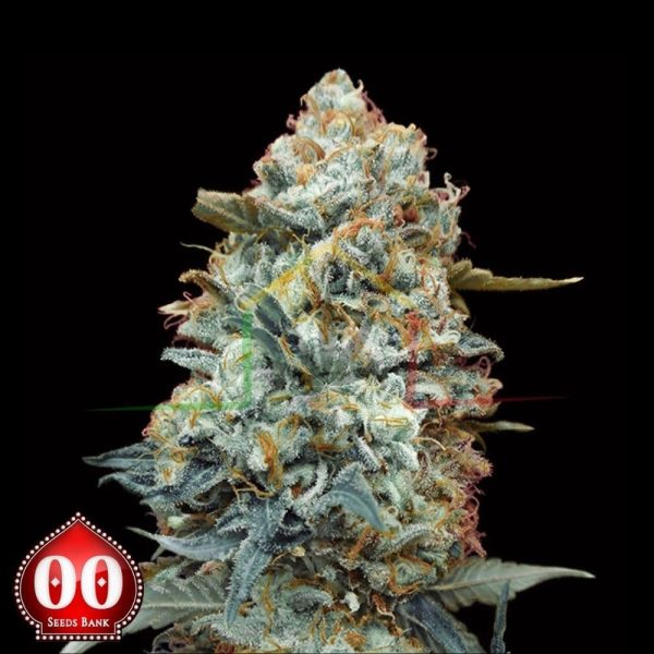 Sweet Somango Fast - 00 Seeds