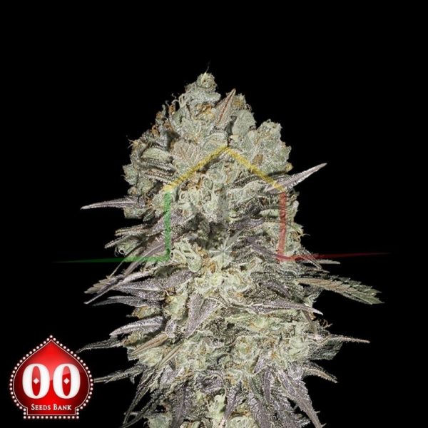 Mimosa Fast - 00 Seeds