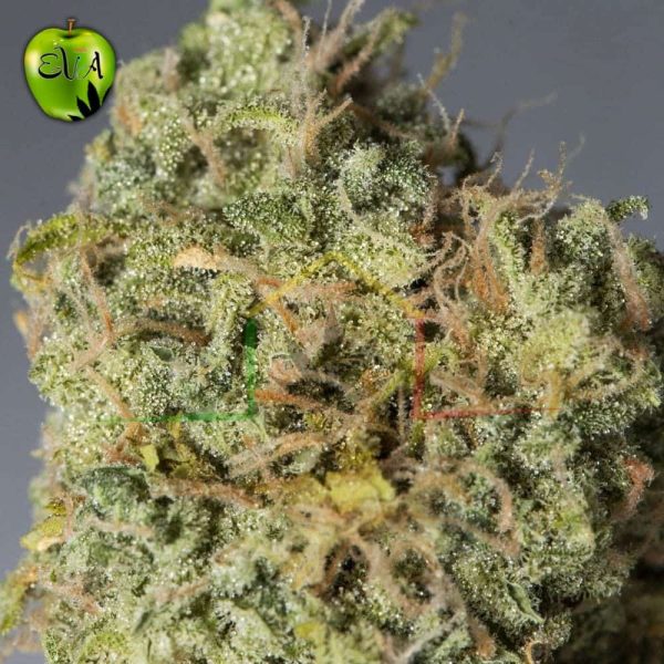 Magic Tree Auto