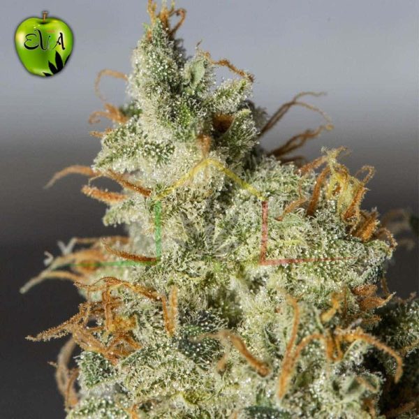 Orange Kush Auto
