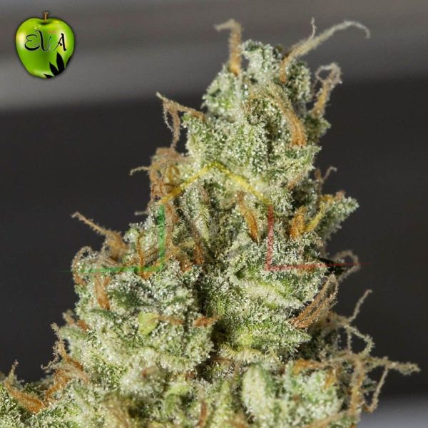 Super Watermelon Auto