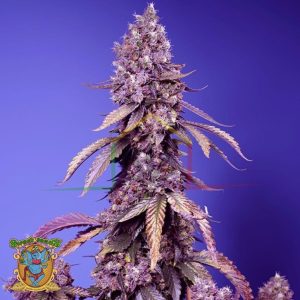 Black Muffin F1 Fast Version - Sweet Seeds