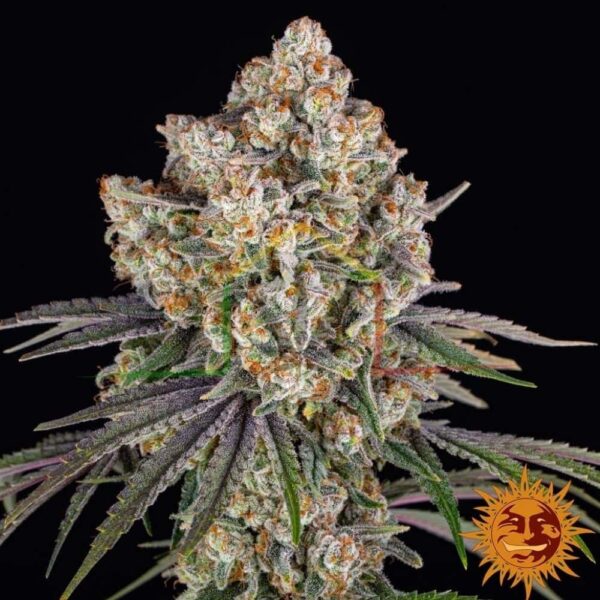 Ice Cream Cake - Barney's Farm