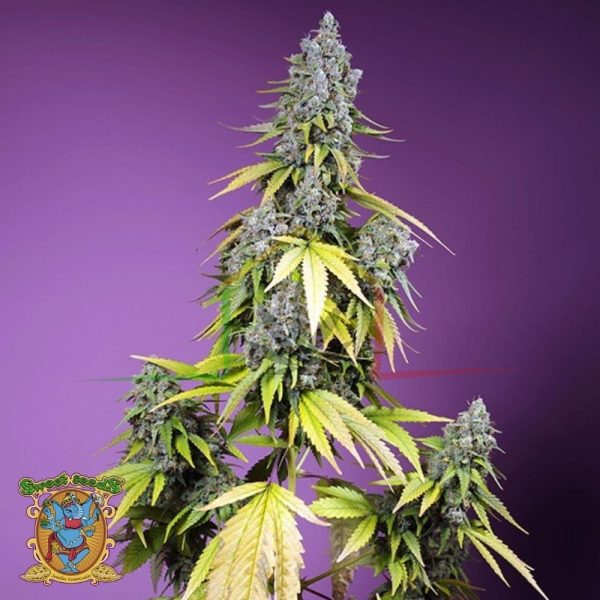 Jet Fuel Mandarine XL Auto - Sweet Seeds