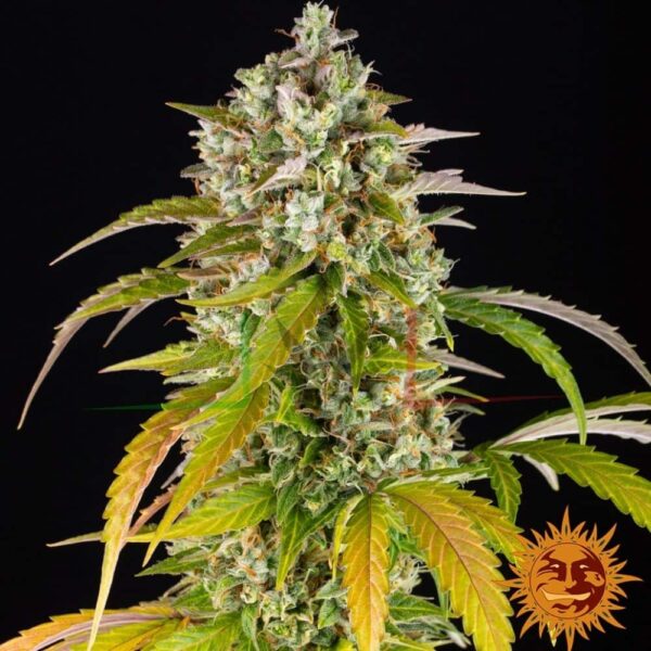 Pineapple Express - Barney's Farm