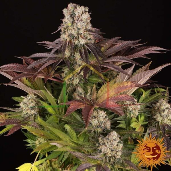 Purple Punch x Lemon Drizzle - Barney's Farm