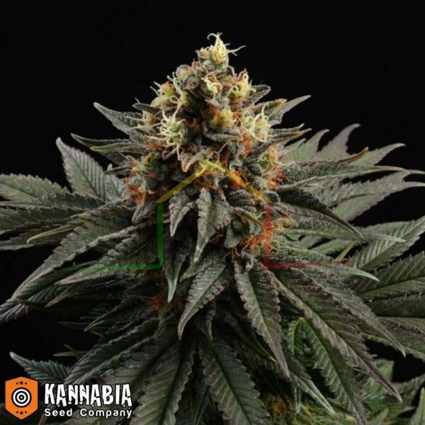 Sativa Dream de Kannabia