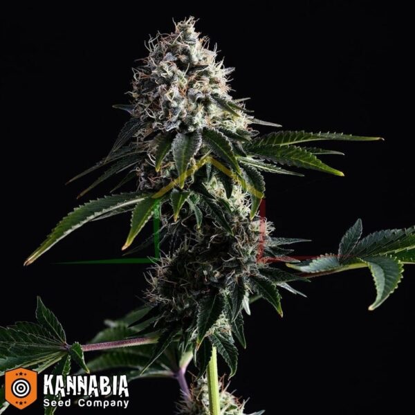 Swiss Dream CBD de Kannabia