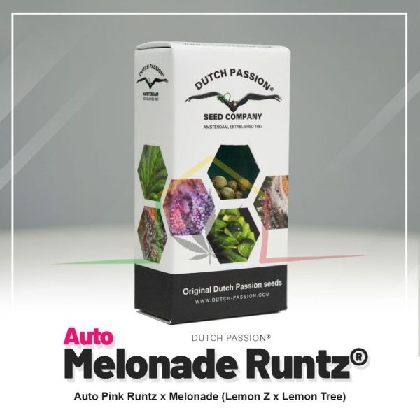 Auto Melonade Runtz - Dutch Passion