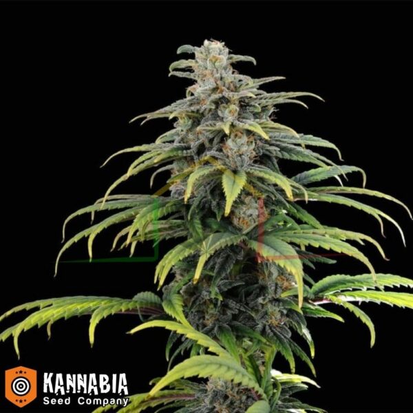 CBG Auto de Kannabia Seeds