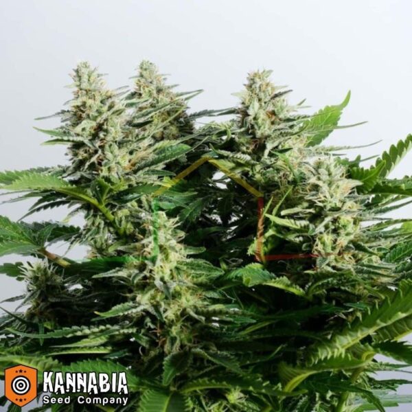 Colombian Jack de Kannabia Seeds