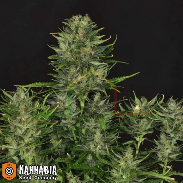 Dosidos Auto de Kannabia Seeds