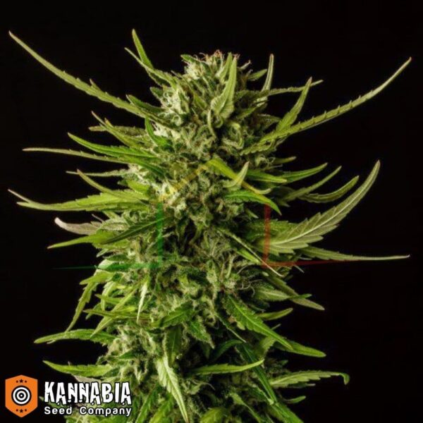 Dosidos de Kannabia Seeds