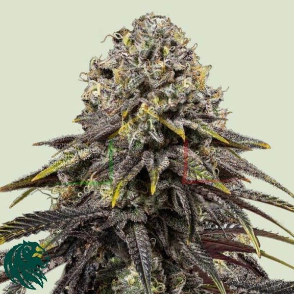 Dynamite Diesel - Semillas Tyson 2.0 x Royal Queen Seeds