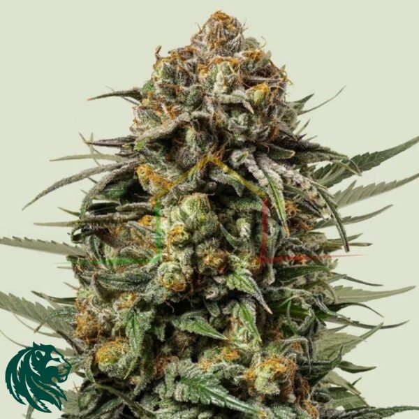 Gelato 44 - Semillas Tyson 2.0 x Royal Queen Seeds