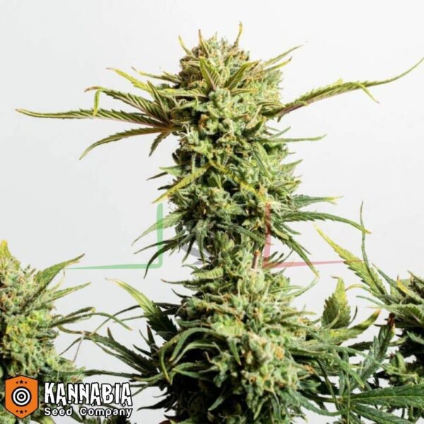 Gnomo Autofloreciente de Kannabia Seeds