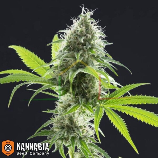 Kama Kush CBD de Kannabia Seeds