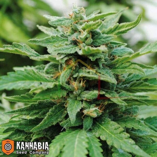 Karibbean Mango de Kannabia