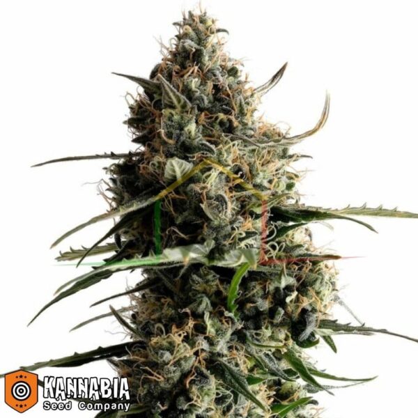 Kickass Auto de Kannabia Seeds