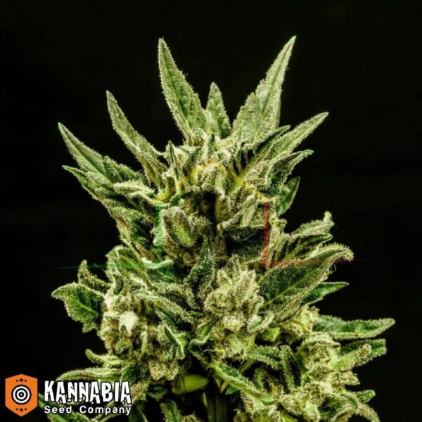 Kritik Auto de Kannabia Seeds