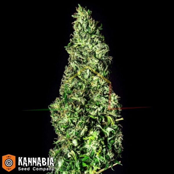 Moby Dick de Kannabia Seeds