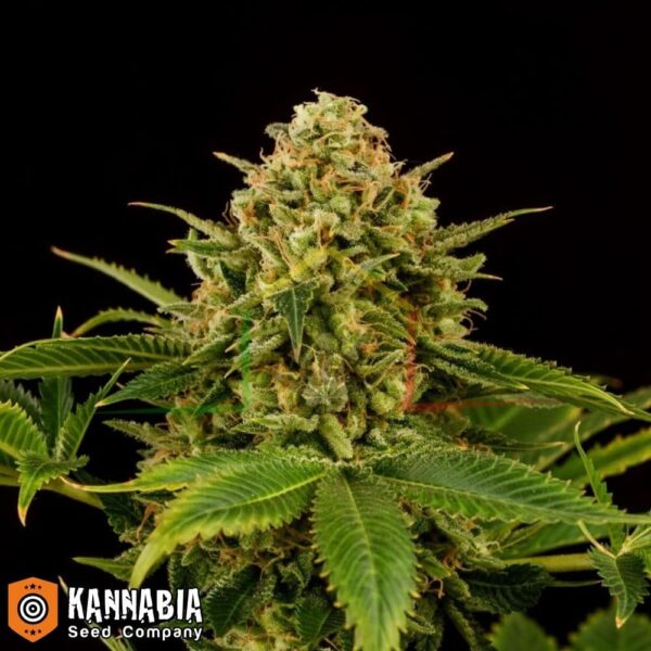 monkey grease kannabia