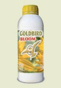 GOLDBIRD BLOOM
